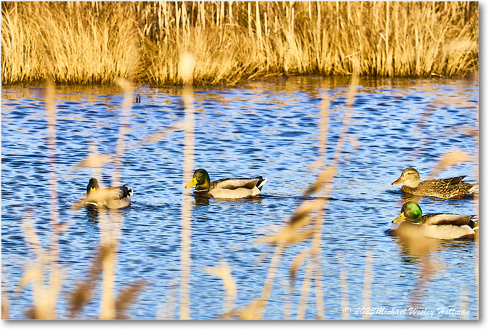 Mallard_ChincoNWR_2025Nov_IMG_9553