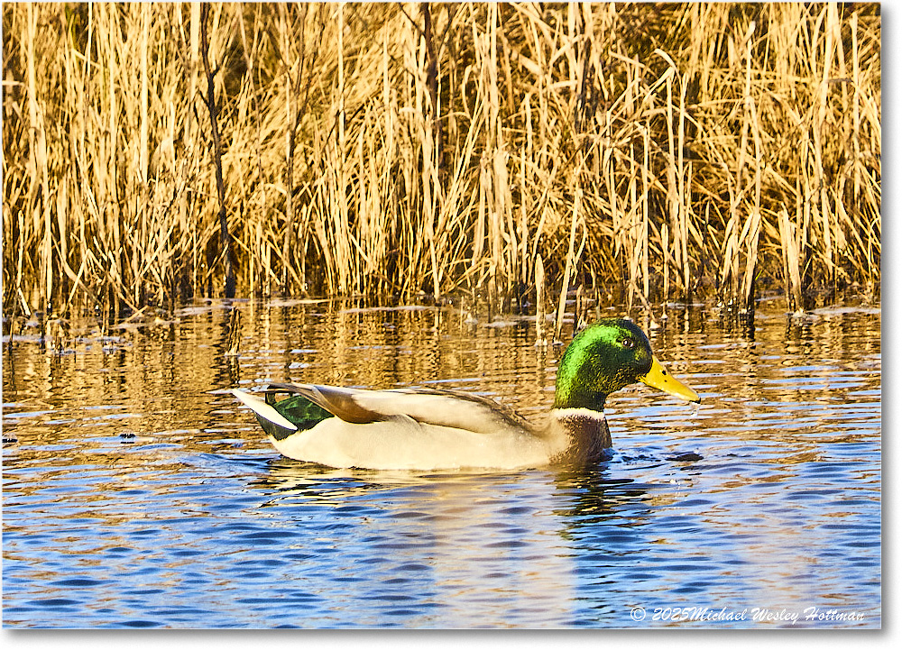 Mallard_ChincoNWR_2025Nov_IMG_9554