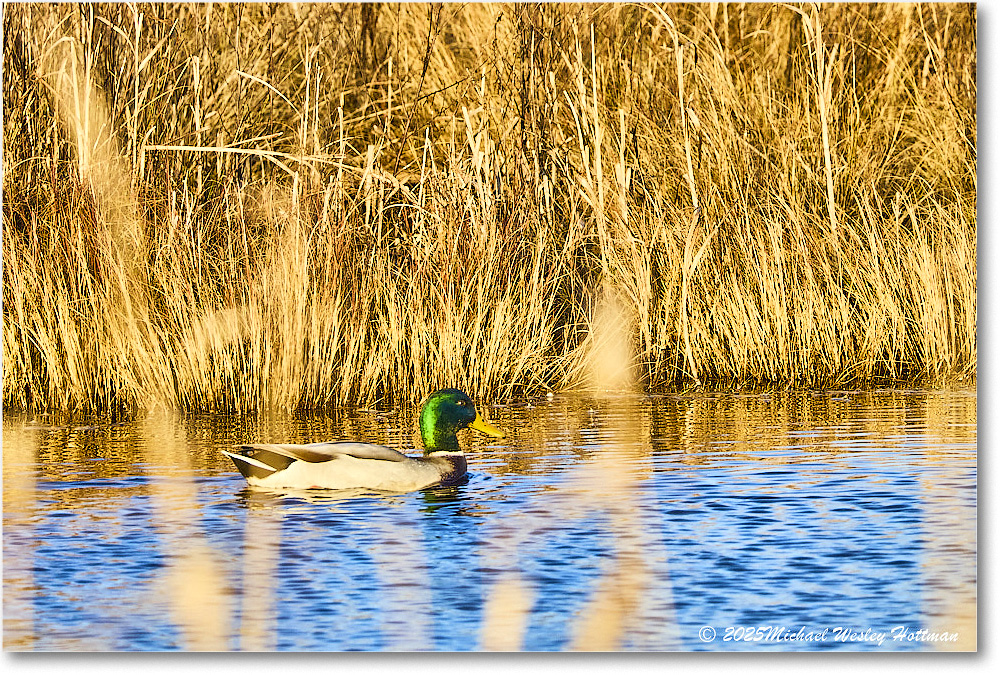Mallard_ChincoNWR_2025Nov_IMG_9555