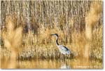 GreatBlueHeron_ChincoNWR_2025Nov_IMG_9540
