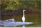 GreatEgret_ChincoNWR_2025Nov_IMG_9547