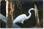 GreatEgret_ChincoNWR_2025Nov_IMG_9550