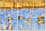 Mallard_ChincoNWR_2025Nov_IMG_9553