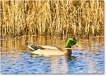 Mallard_ChincoNWR_2025Nov_IMG_9554