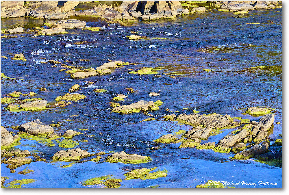 CanadaGoose_Rappahannock_2025Oct_R50_9861 copy