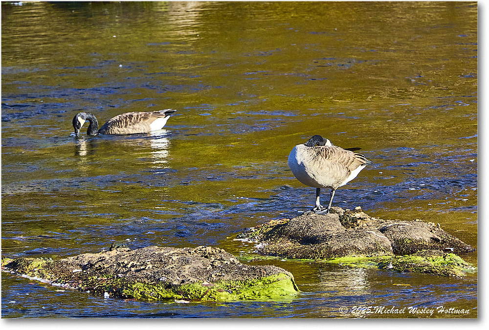 CanadaGoose_Rappahannock_2025Oct_R50_9862 copy