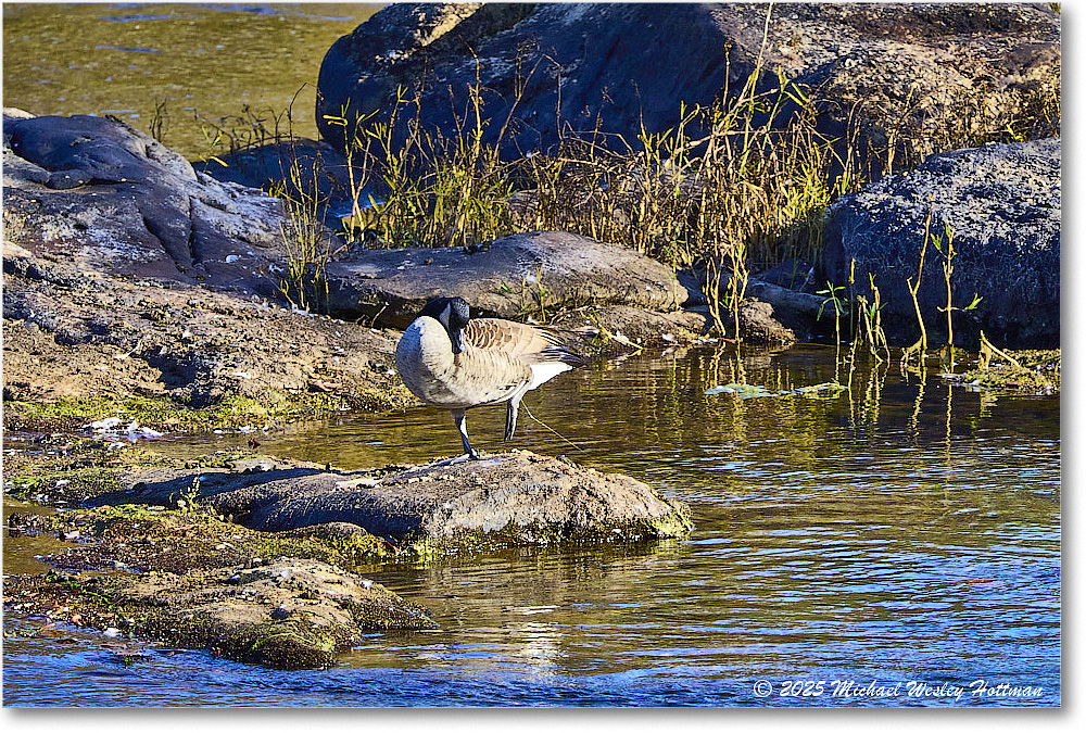 CanadaGoose_Rappahannock_2025Oct_R50_9864 copy