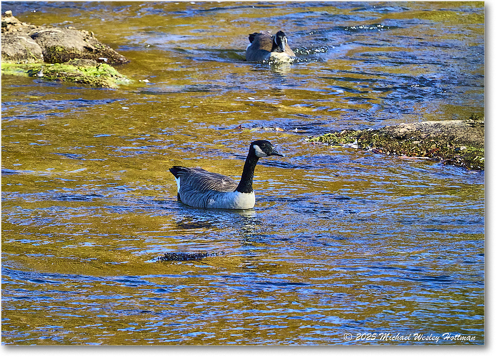 CanadaGoose_Rappahannock_2025Oct_R50_9865 copy