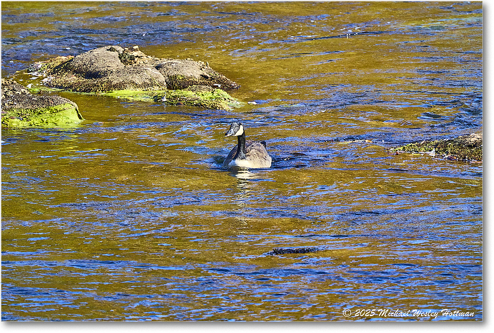 CanadaGoose_Rappahannock_2025Oct_R50_9866 copy