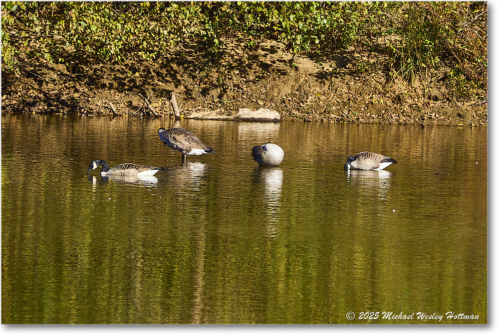 CanadaGoose_Rappahannock_2025Oct_R50_9867 copy