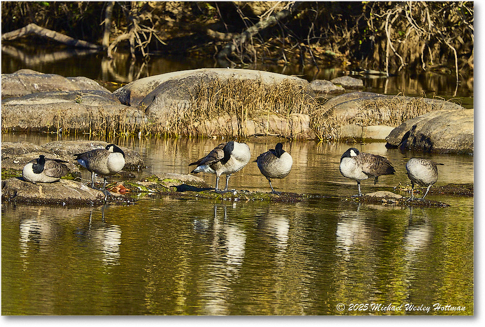 CanadaGoose_Rappahannock_2025Oct_R50_9868 copy