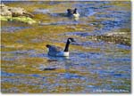 CanadaGoose_Rappahannock_2025Oct_R50_9865 copy
