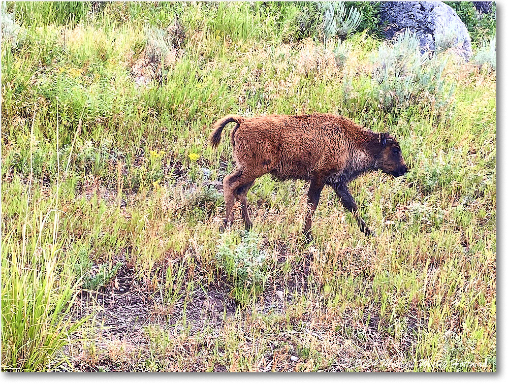 2024-07-31 11-10-29 copy