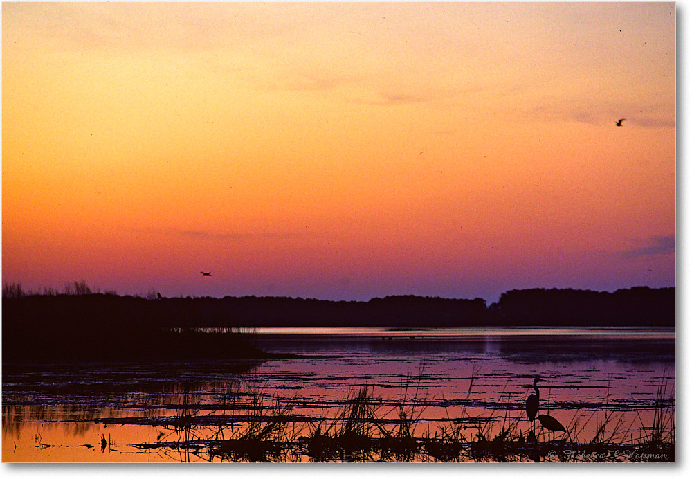 TwilightWildlifeLoop_ChincoNWR_1992Jun_K02 copy