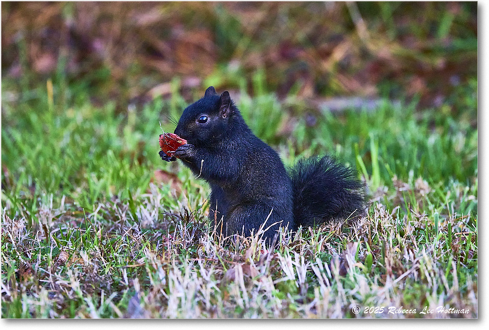 BlackSquirrel_ChincoNWR_2025Nov_R5A26291