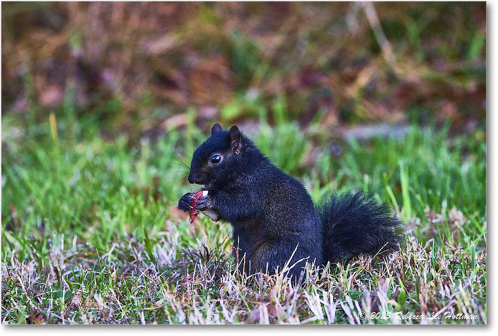 BlackSquirrel_ChincoNWR_2025Nov_R5A26295
