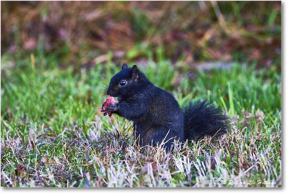 BlackSquirrel_ChincoNWR_2025Nov_R5A26296