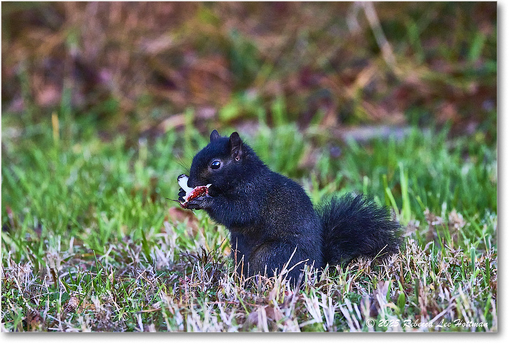 BlackSquirrel_ChincoNWR_2025Nov_R5A26299