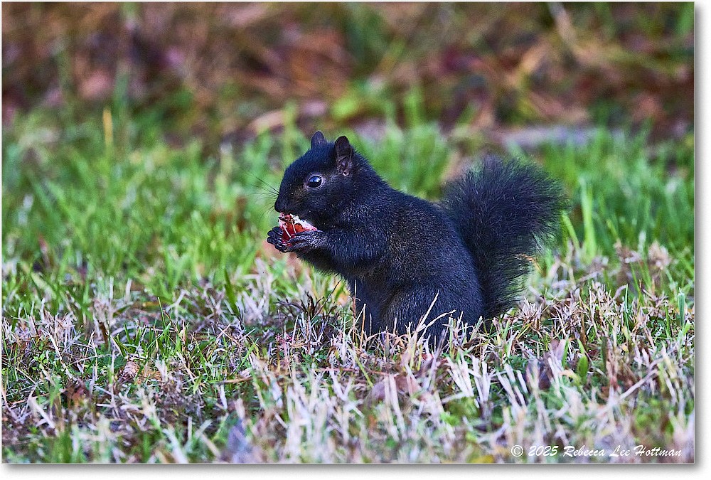 BlackSquirrel_ChincoNWR_2025Nov_R5A26301