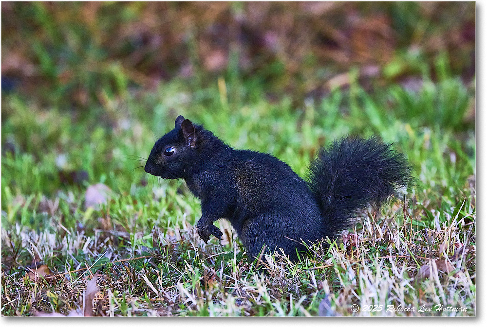 BlackSquirrel_ChincoNWR_2025Nov_R5A26303