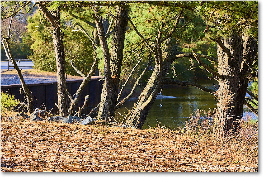 EgretAlley_ChincoNWR_2025Nov_R5A26200