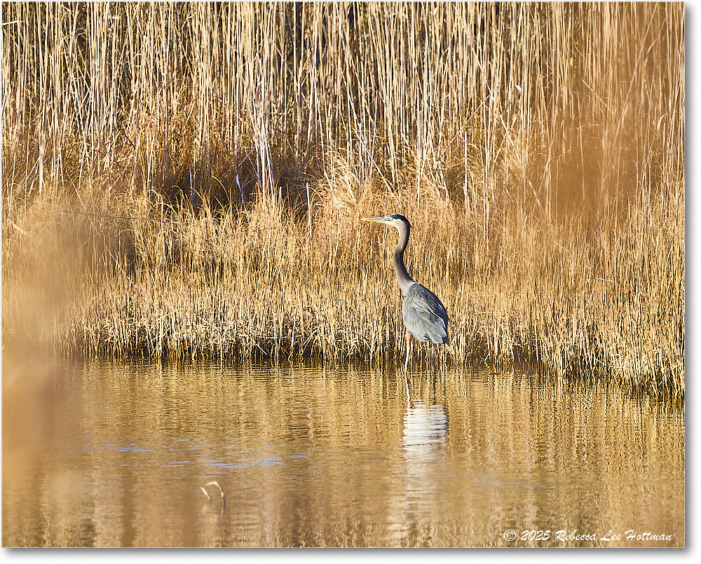 GreatBlueHeron_ChincoNWR_2025Nov_R5A26171