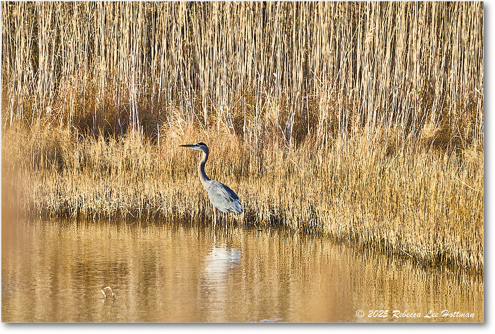 GreatBlueHeron_ChincoNWR_2025Nov_R5A26172