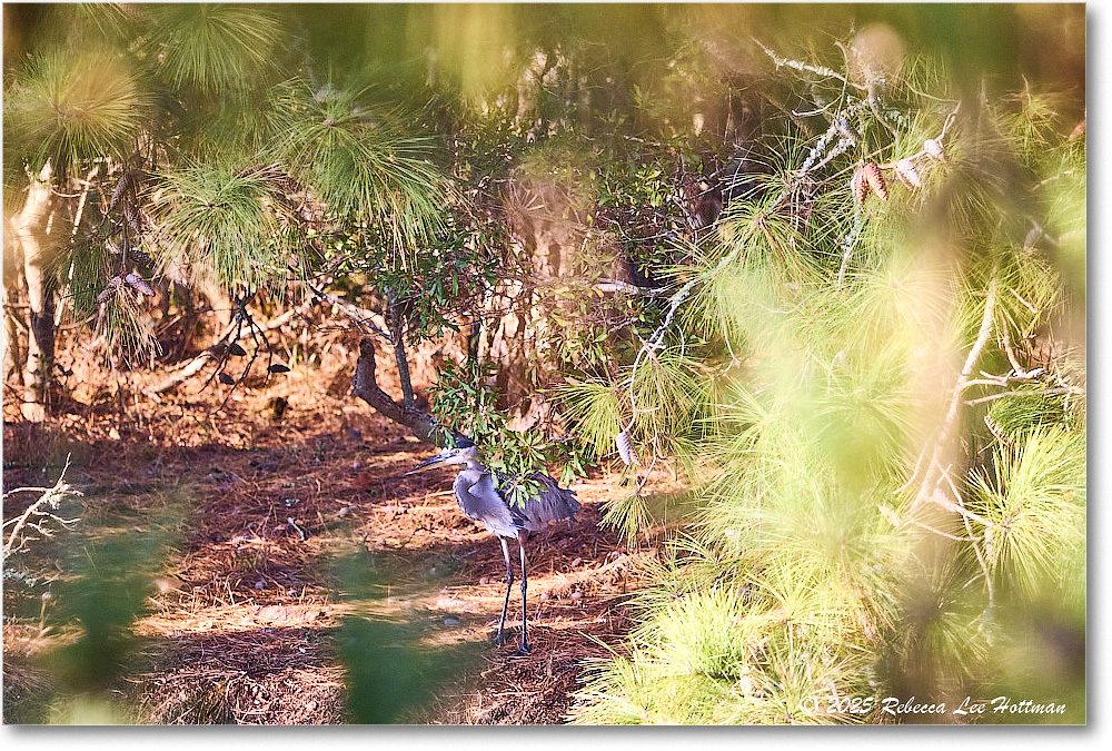 GreatBlueHeron_ChincoNWR_2025Nov_R5A26201
