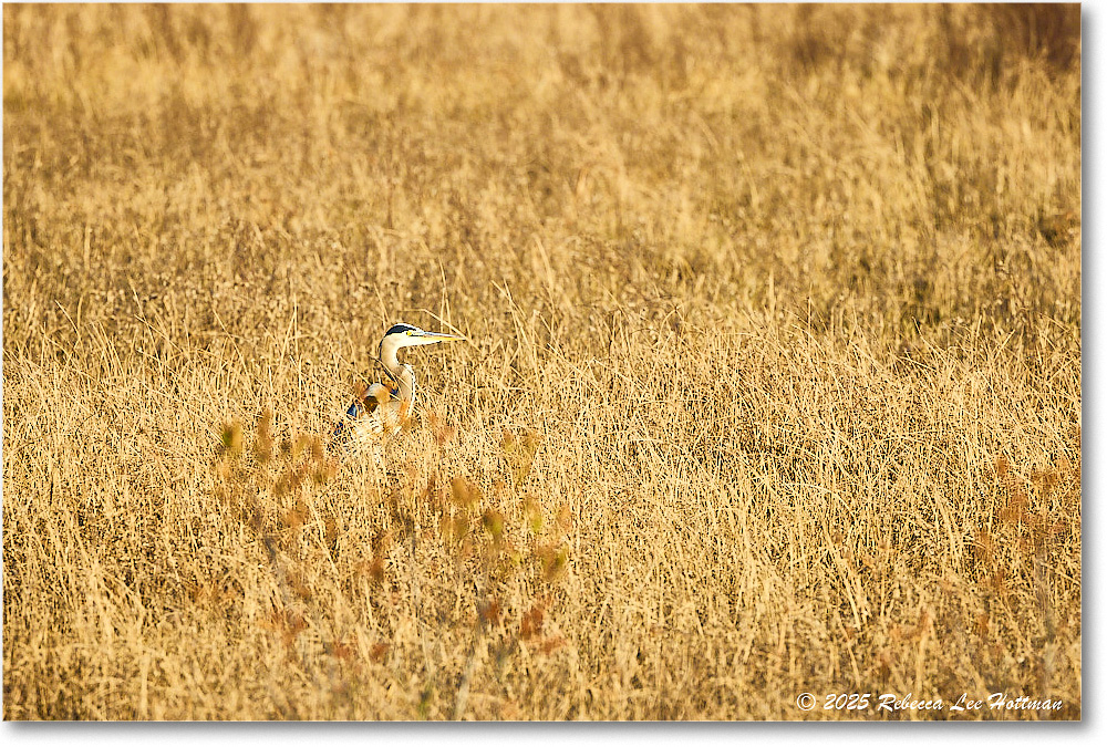 GreatBlueHeron_ChincoNWR_2025Nov_R5A26241