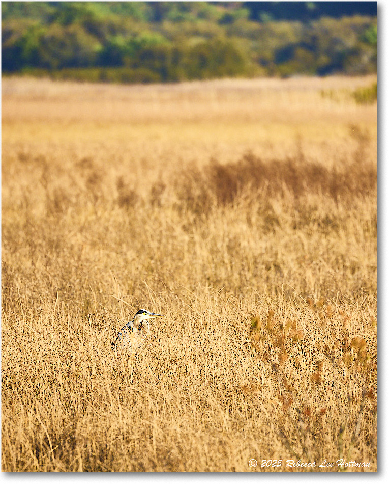 GreatBlueHeron_ChincoNWR_2025Nov_R5A26250