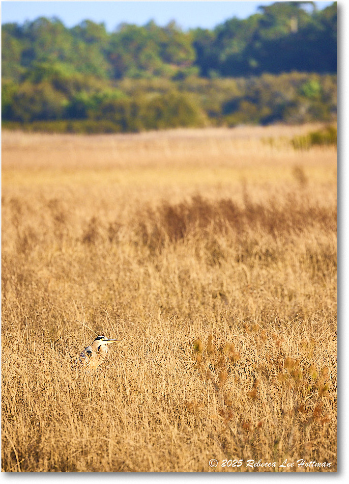 GreatBlueHeron_ChincoNWR_2025Nov_R5A26251