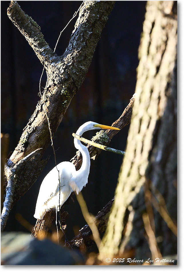 GreatEgret_ChincoNWR_2025Nov_R5A26205