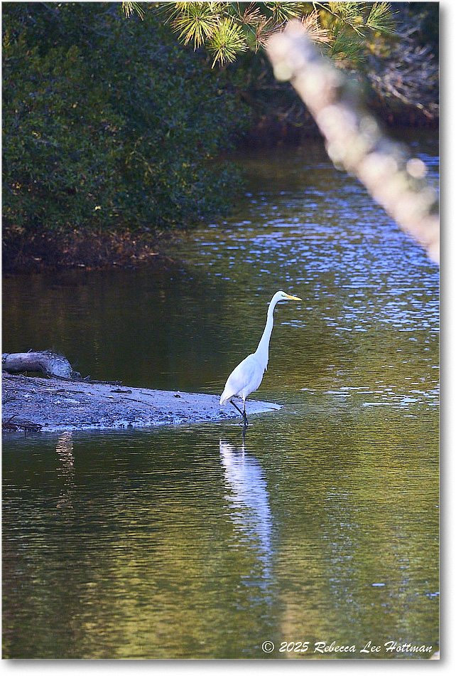 GreatEgret_ChincoNWR_2025Nov_R5A26209