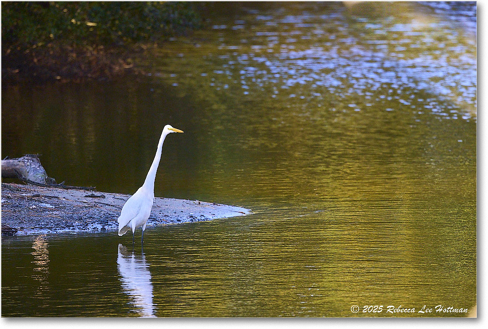 GreatEgret_ChincoNWR_2025Nov_R5A26213