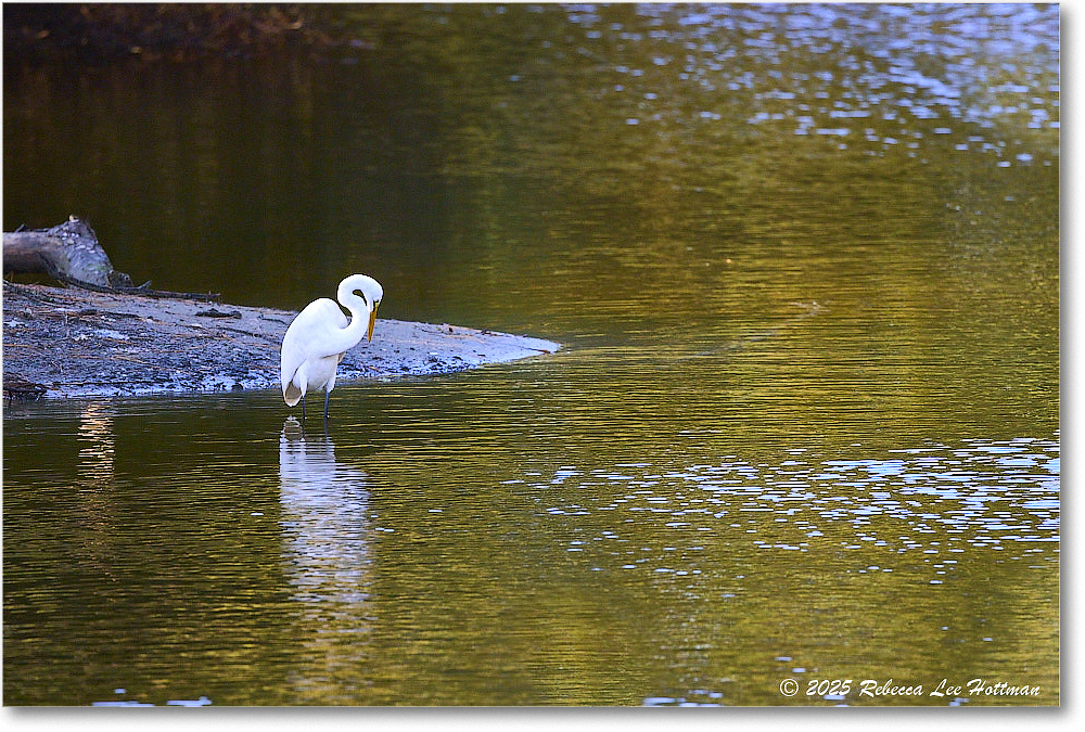 GreatEgret_ChincoNWR_2025Nov_R5A26214