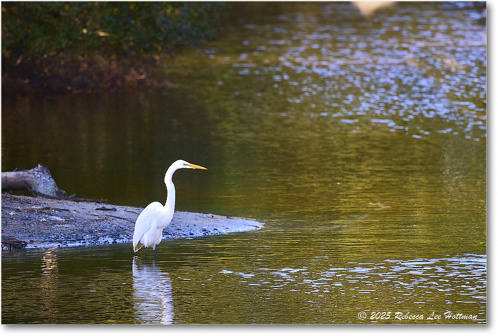 GreatEgret_ChincoNWR_2025Nov_R5A26216
