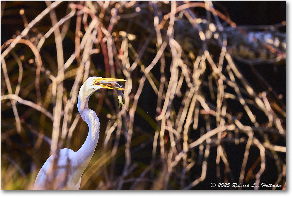 GreatEgret_ChincoNWR_2025Nov_R5A26218