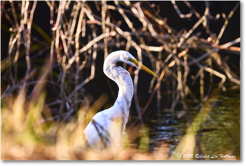 GreatEgret_ChincoNWR_2025Nov_R5A26220