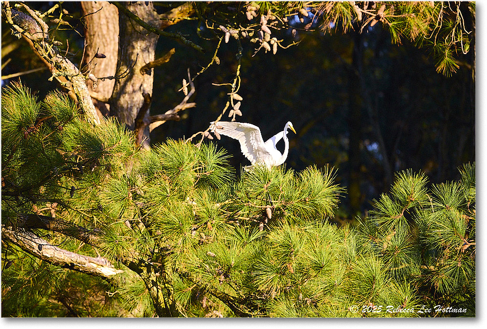 GreatEgret_ChincoNWR_2025Nov_R5A26227