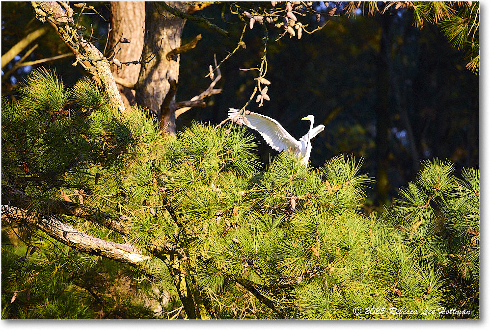 GreatEgret_ChincoNWR_2025Nov_R5A26233