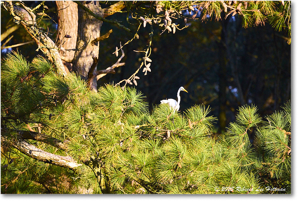GreatEgret_ChincoNWR_2025Nov_R5A26234