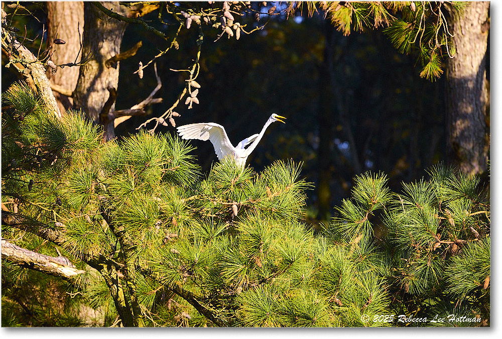 GreatEgret_ChincoNWR_2025Nov_R5A26239