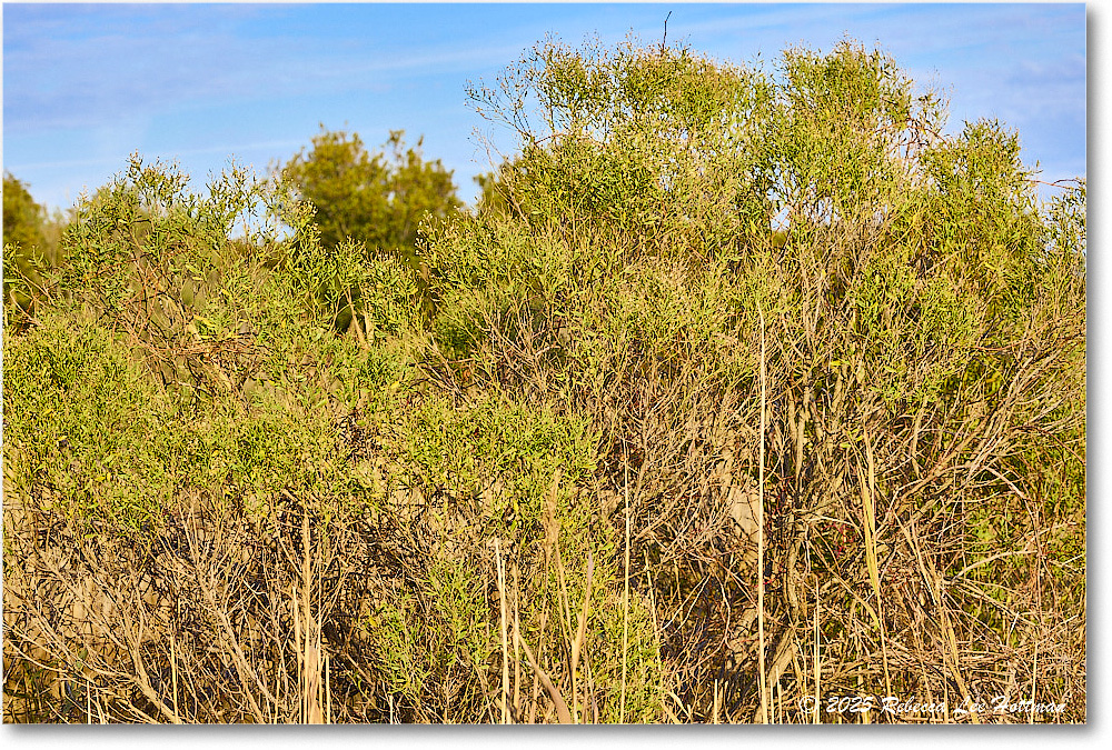 HiddenHeron_ChincoNWR_2025Nov_R5A26167