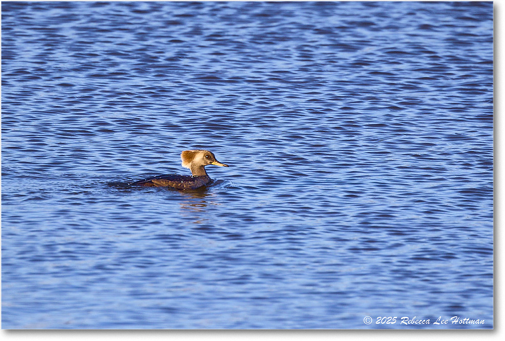 HoodedMerganser_ChincoNWR_2025Nov_R5A26186