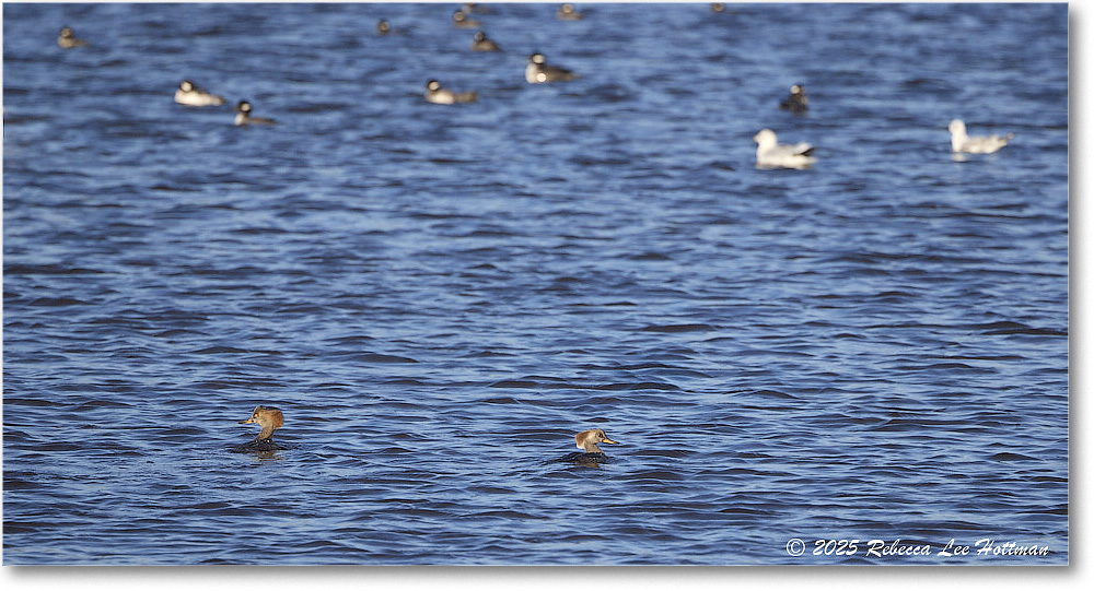 HoodedMerganser_ChincoNWR_2025Nov_R5A26188