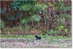 BlackSquirrel_ChincoNWR_2025Nov_R5A26289