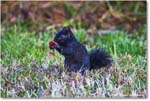 BlackSquirrel_ChincoNWR_2025Nov_R5A26291