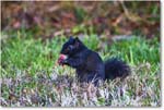 BlackSquirrel_ChincoNWR_2025Nov_R5A26296
