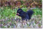 BlackSquirrel_ChincoNWR_2025Nov_R5A26301