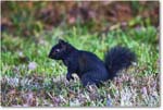 BlackSquirrel_ChincoNWR_2025Nov_R5A26303